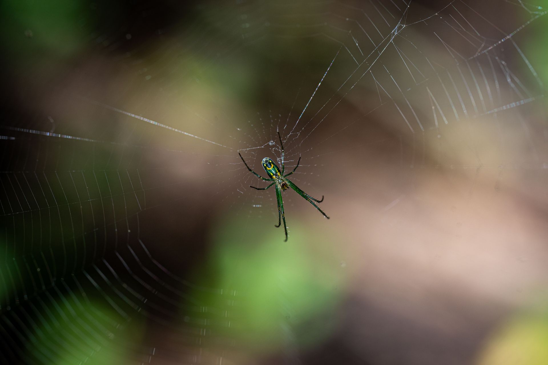 Detailed image of a spider in the center of its web, showcasing nature's delicate craftsmanship.