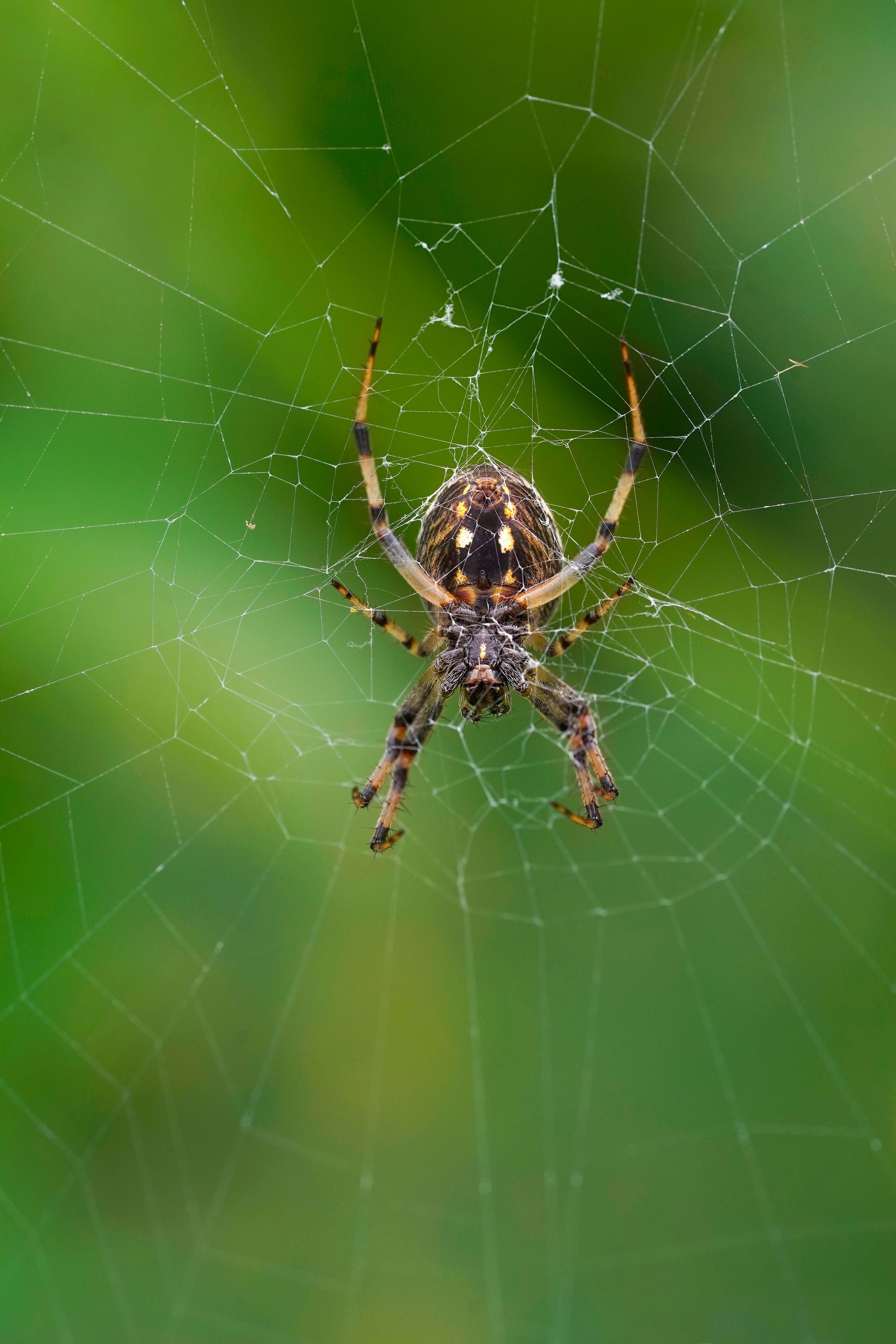 Detailed macro photo of a garden spider sitting in its web against a green background.